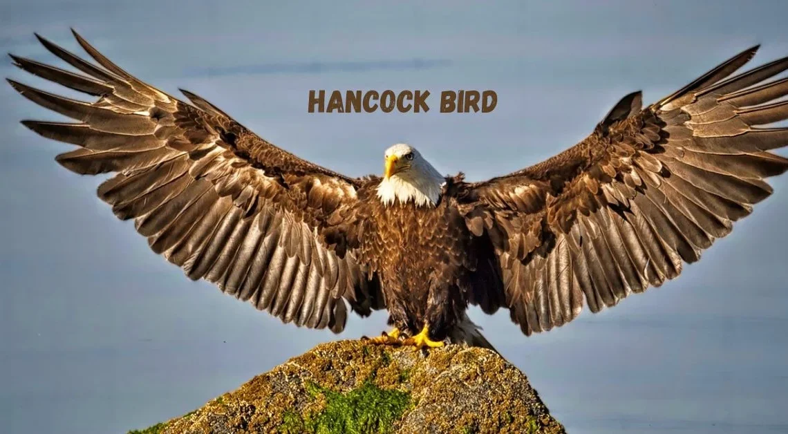 Hancock Bird