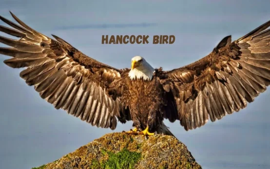 Hancock Bird