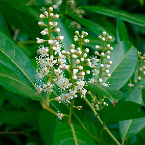 wholesale bare root liners laurels